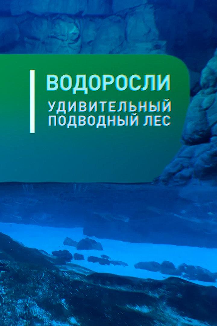 Водоросли. Удивительный подводный лес