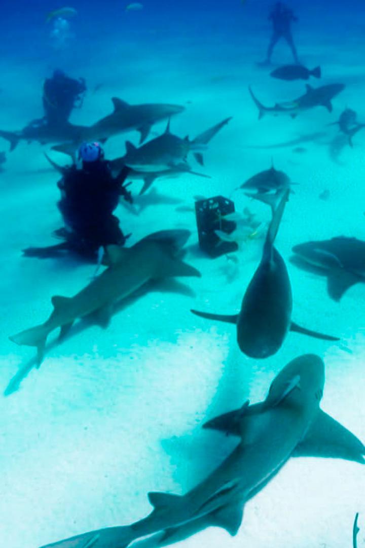 Под водой с акулами