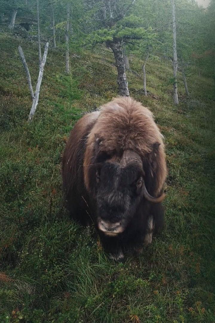 Ямал. По следу овцебыка