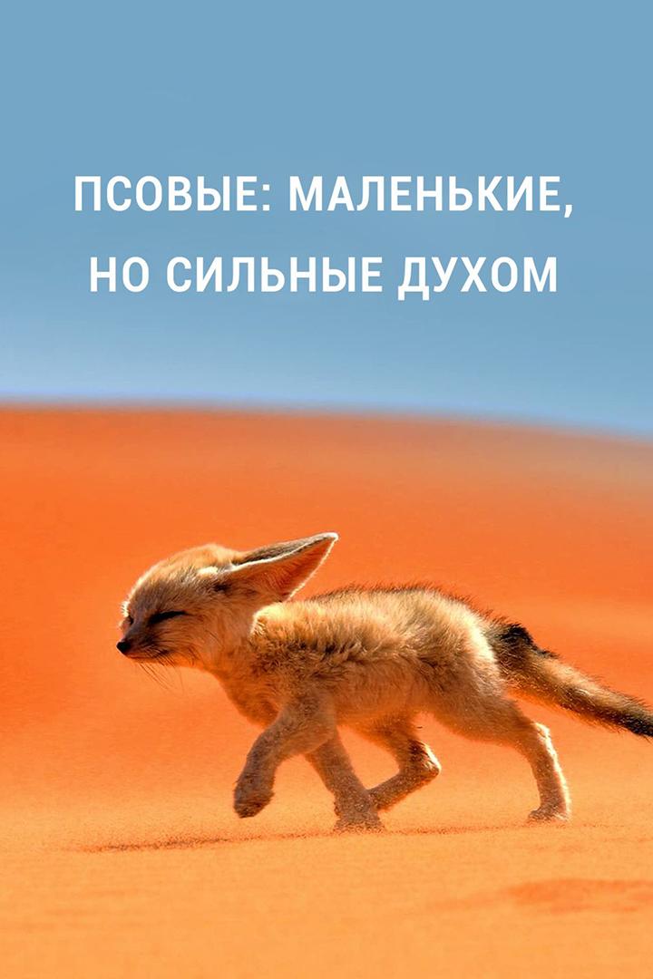 Псовые: маленькие, но сильные духом