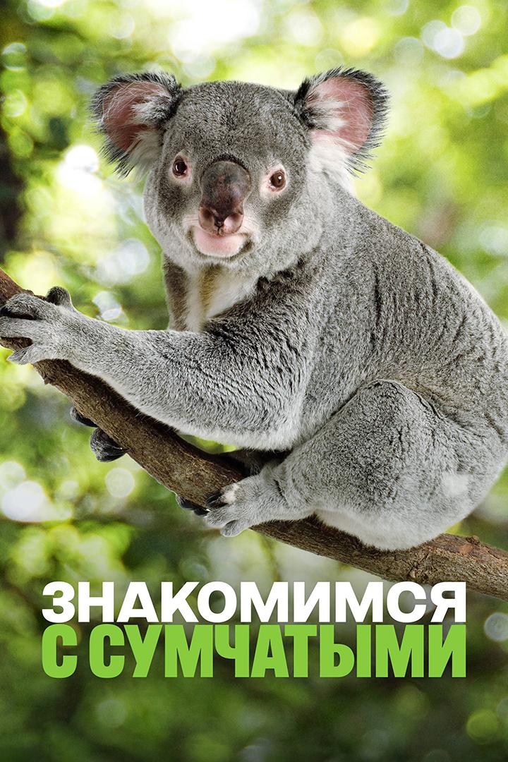 Знакомимся с сумчатыми