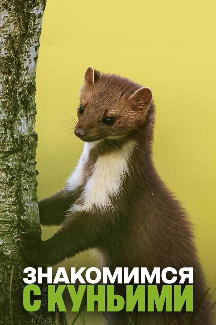 Знакомимся с куньими