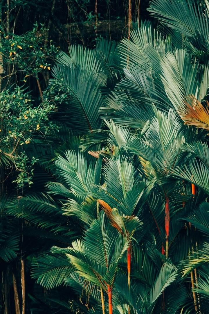 Джунгли. Сокровища зеленого мира