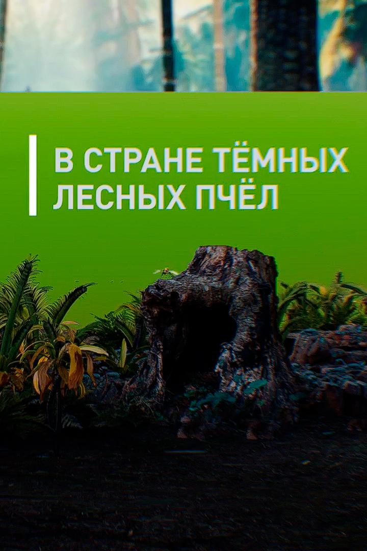 В стране тёмных лесных пчёл