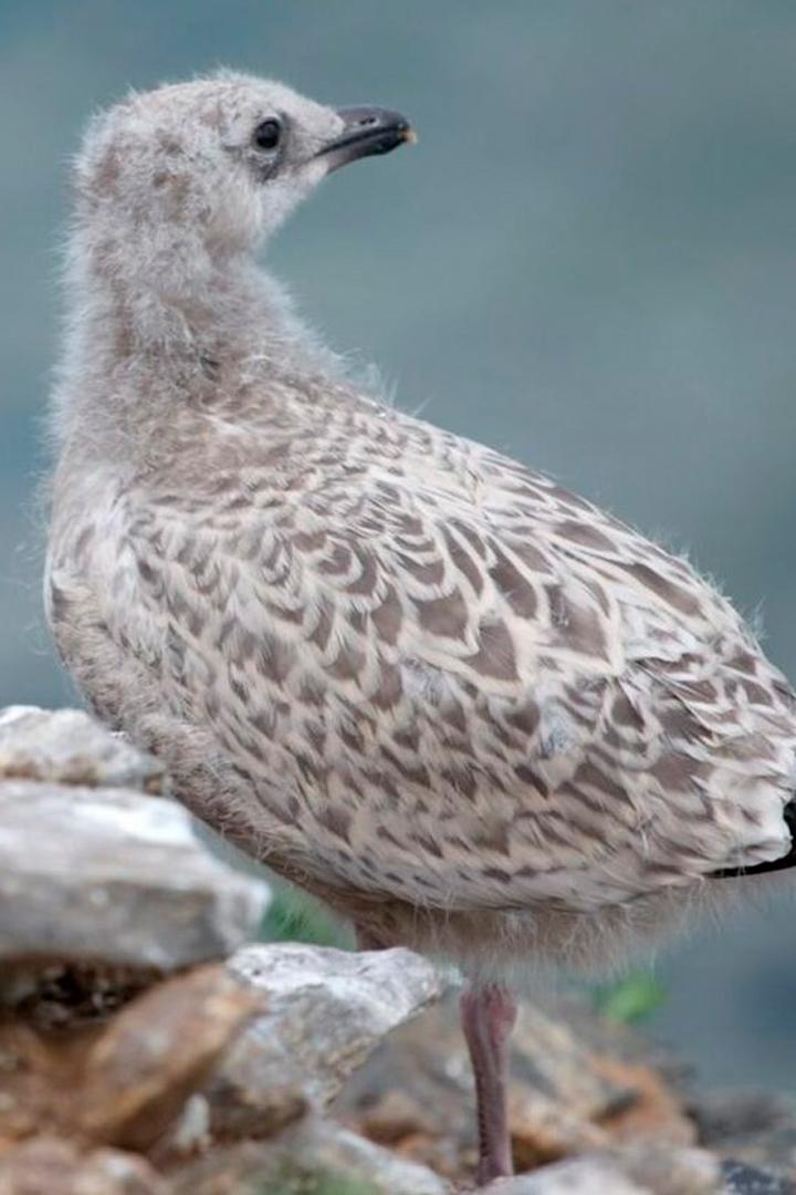 Птицы и люди науки