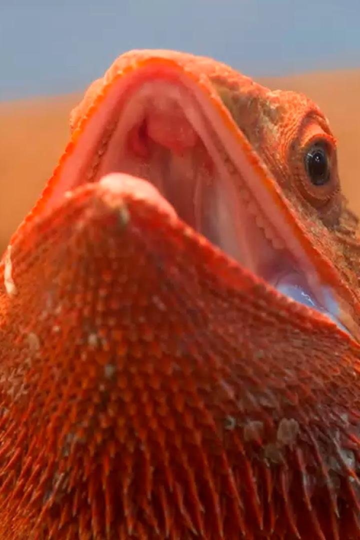 Королевства солнца