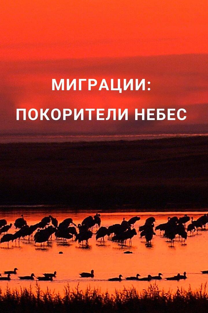 Миграции: покорители небес