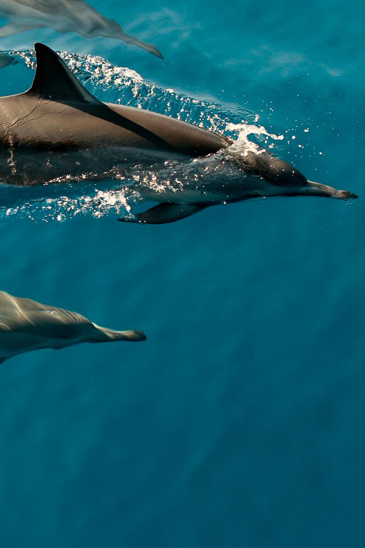 Армия дельфинов