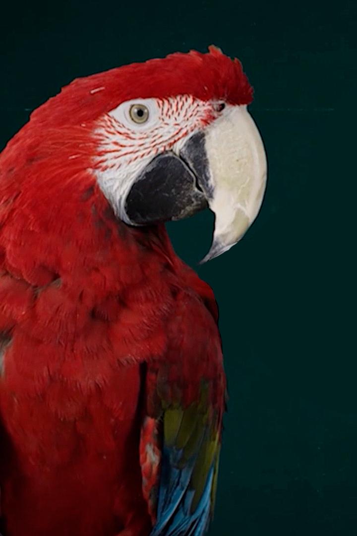 Любовь к домашним питомцам