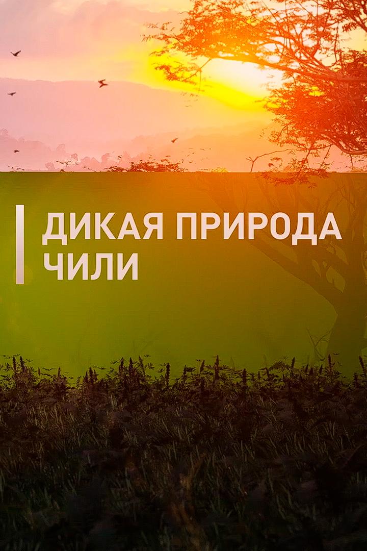 Дикая природа Чили