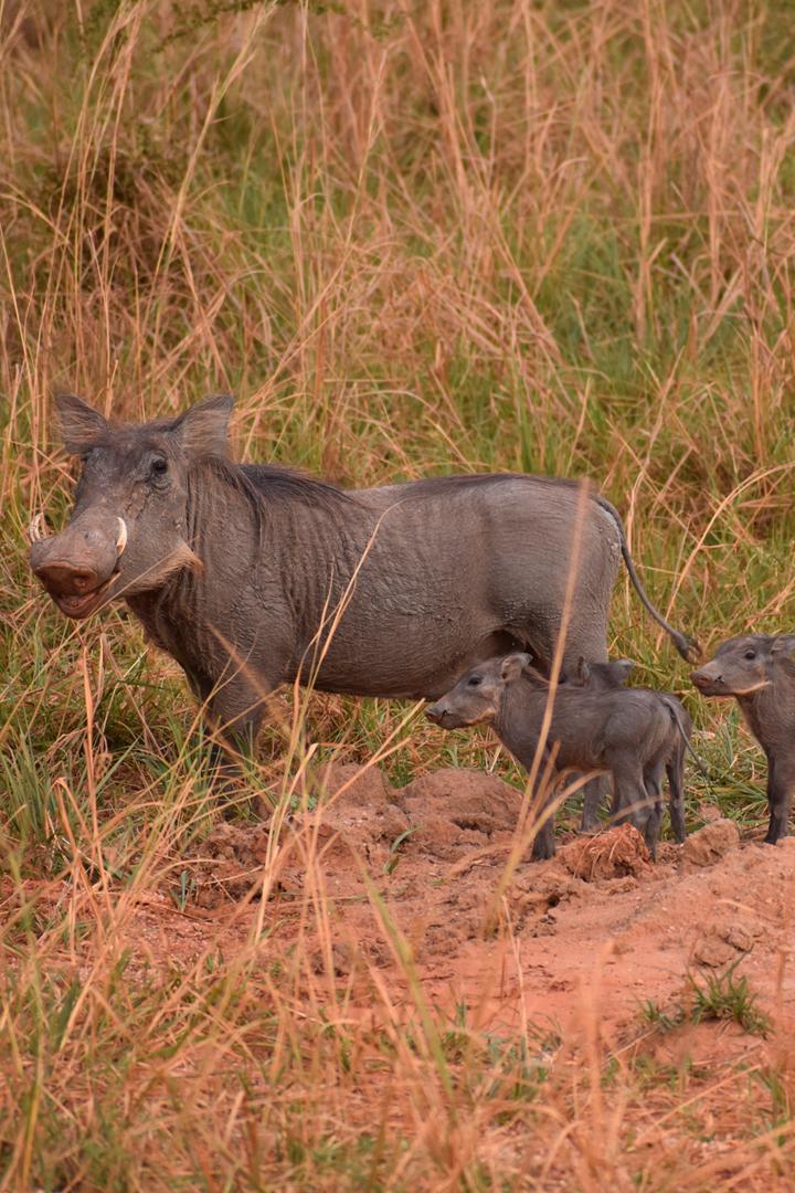 Клыкастая мама