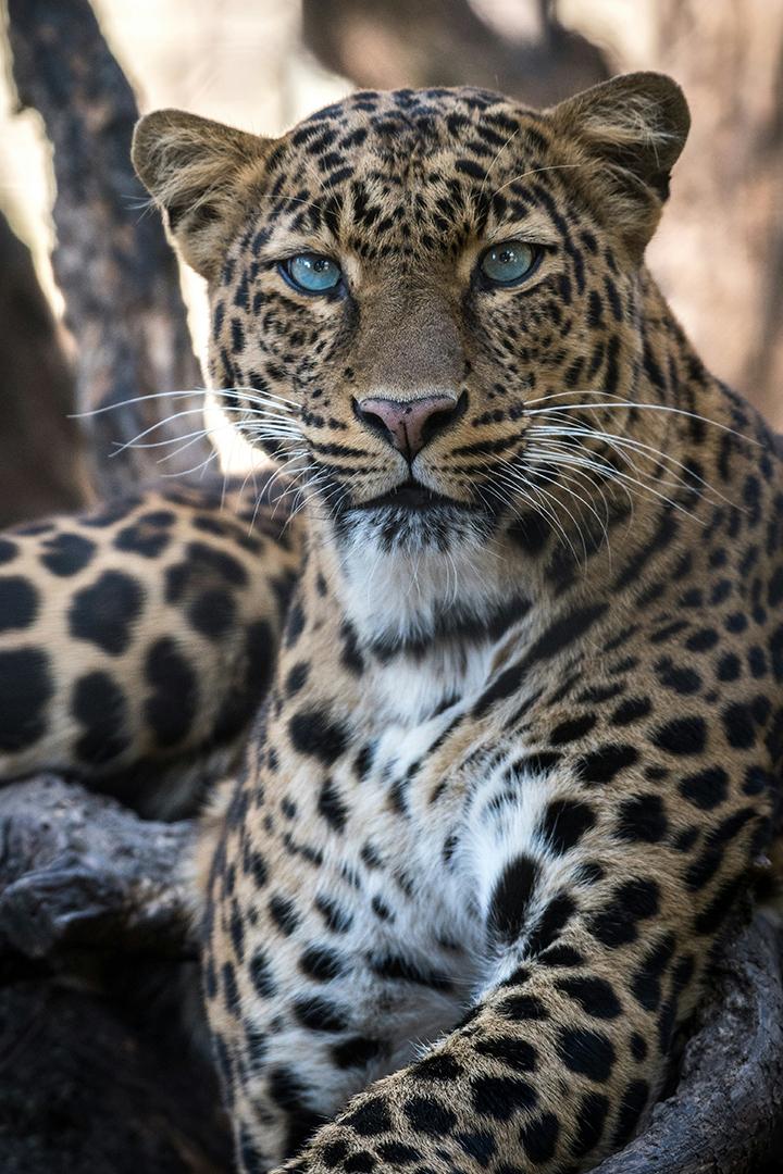 Царственная хищница