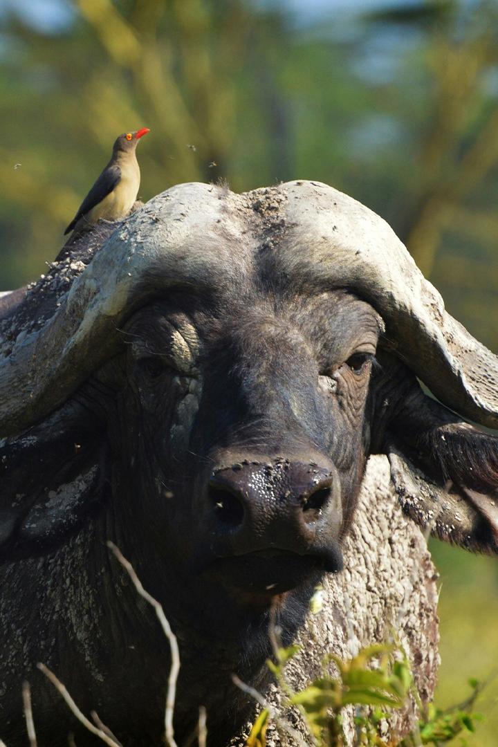 Спаситель буйволов
