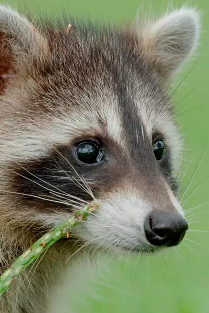 Еноты: гении выживания