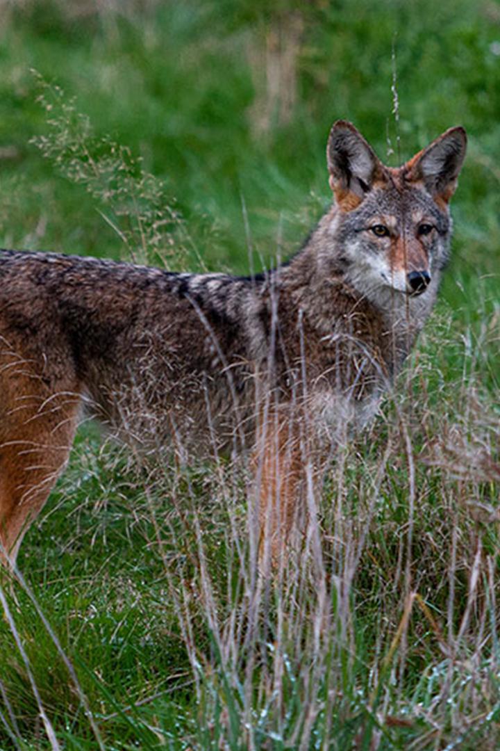 Американский дикарь