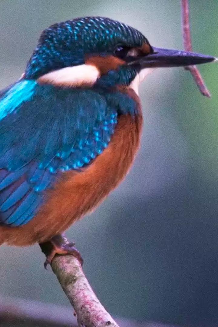 Маленький лес неподалёку