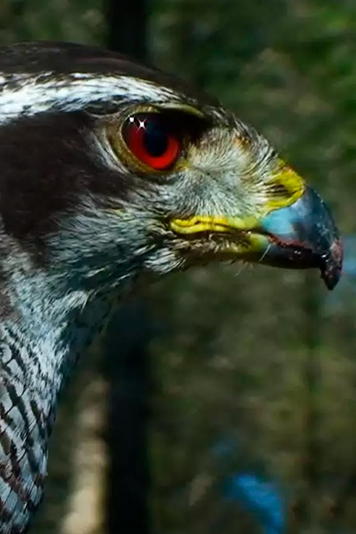 Призрак леса