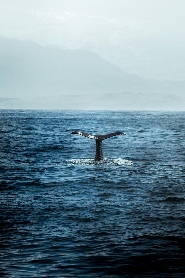 Наедине с морскими гигантам