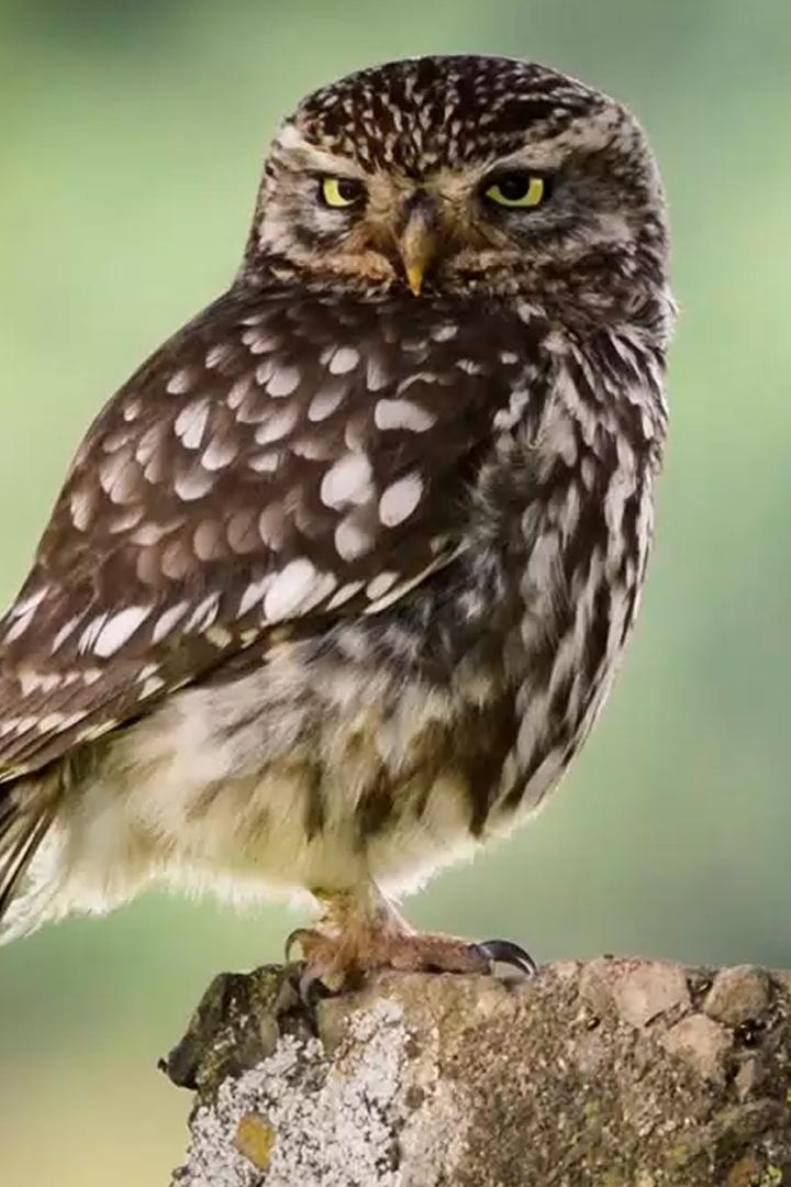 Царство маленькой совы