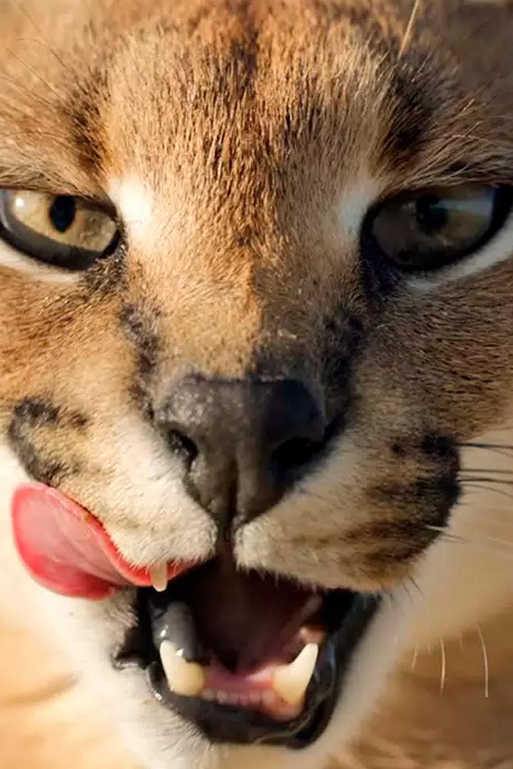 Мои дикие кошки