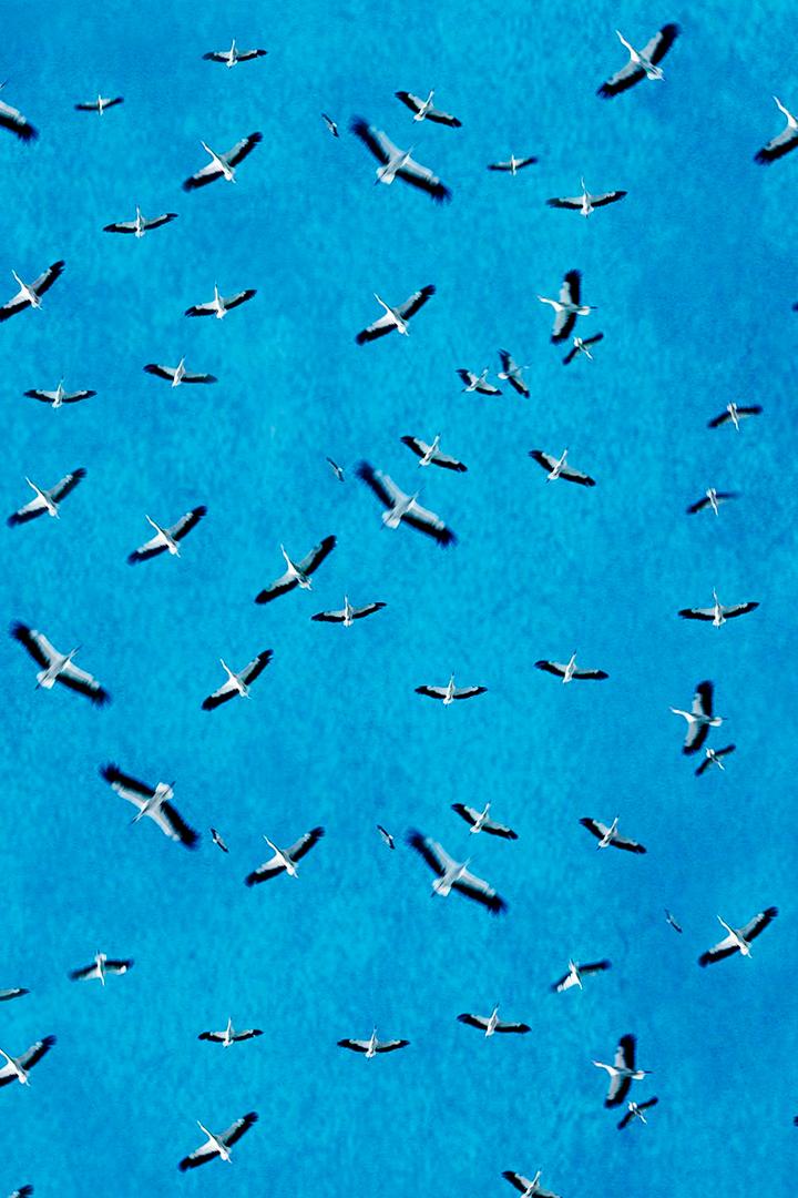 Дикая природа: сила множества