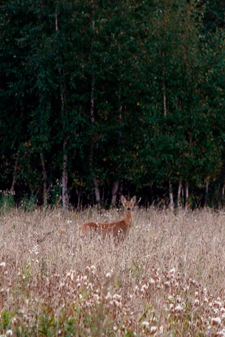 Охота в Курганской области