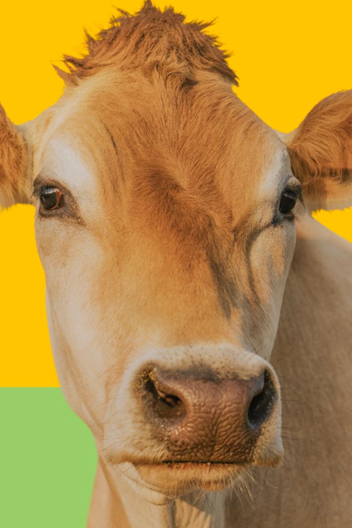 Животноводство. Агрохолдинг "Охотно"