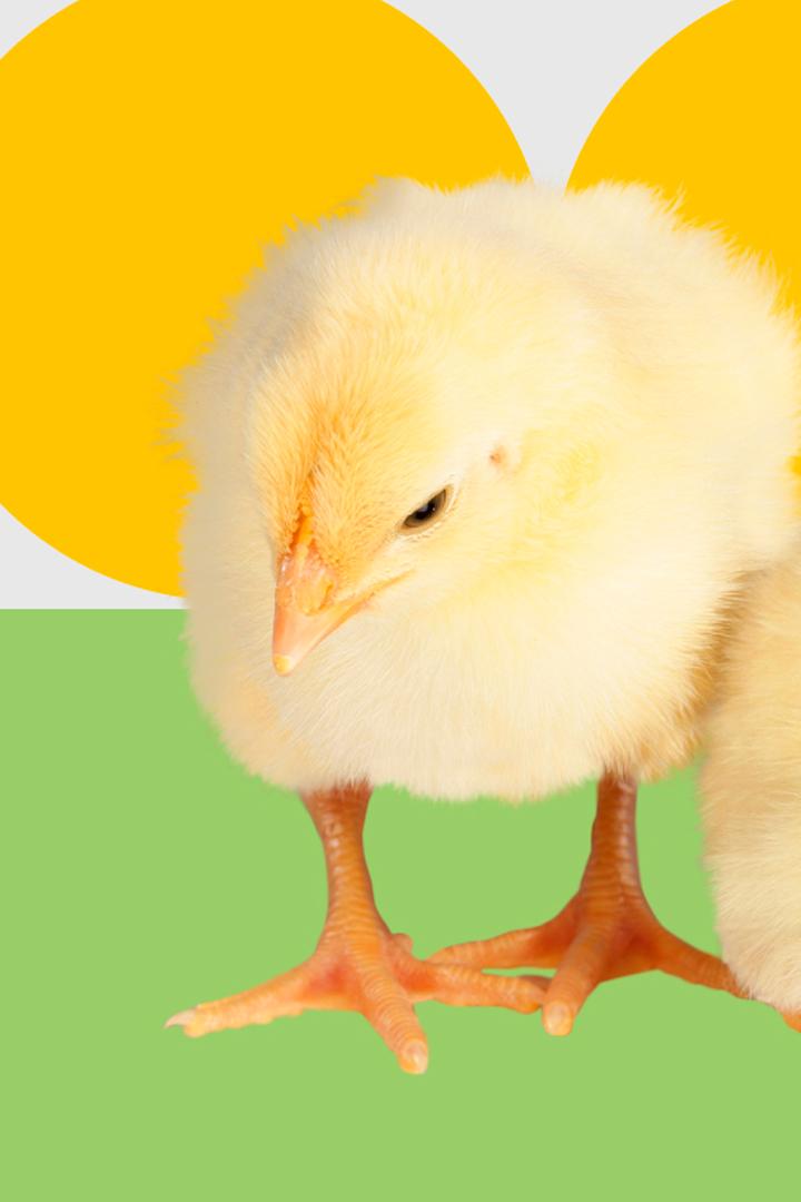 История развития птицеводства