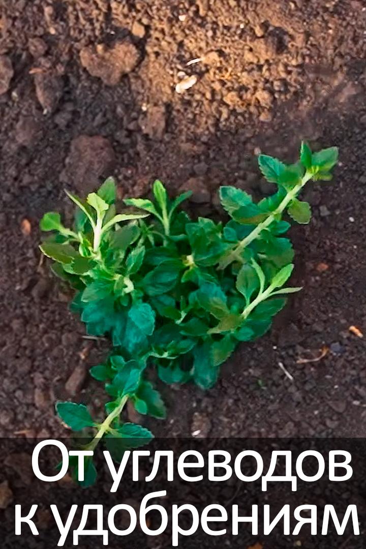 От углеводов к удобрениям