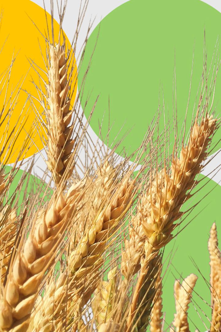 Рекордный урожай пшеницы