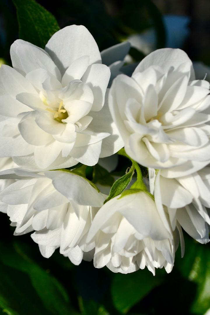 Жасмин в цвету