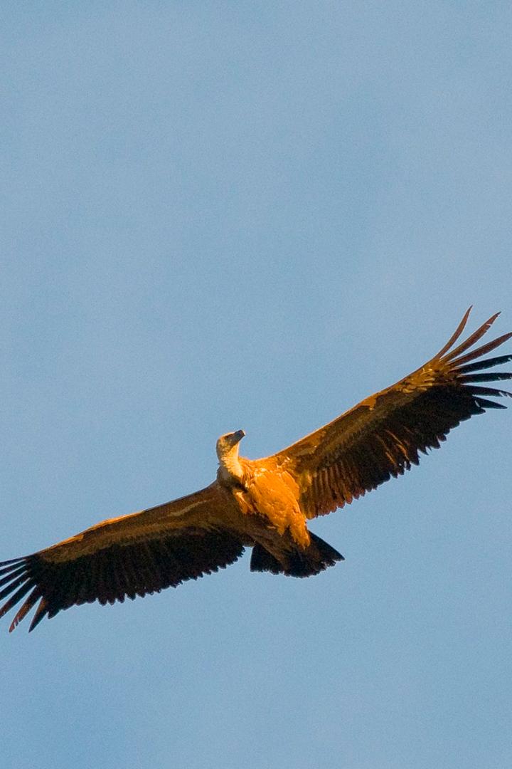 Национальный парк Монфрагуэ