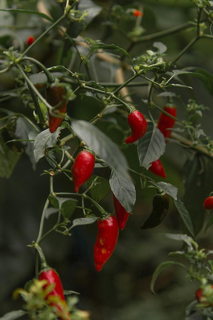 Путешествие острого перца