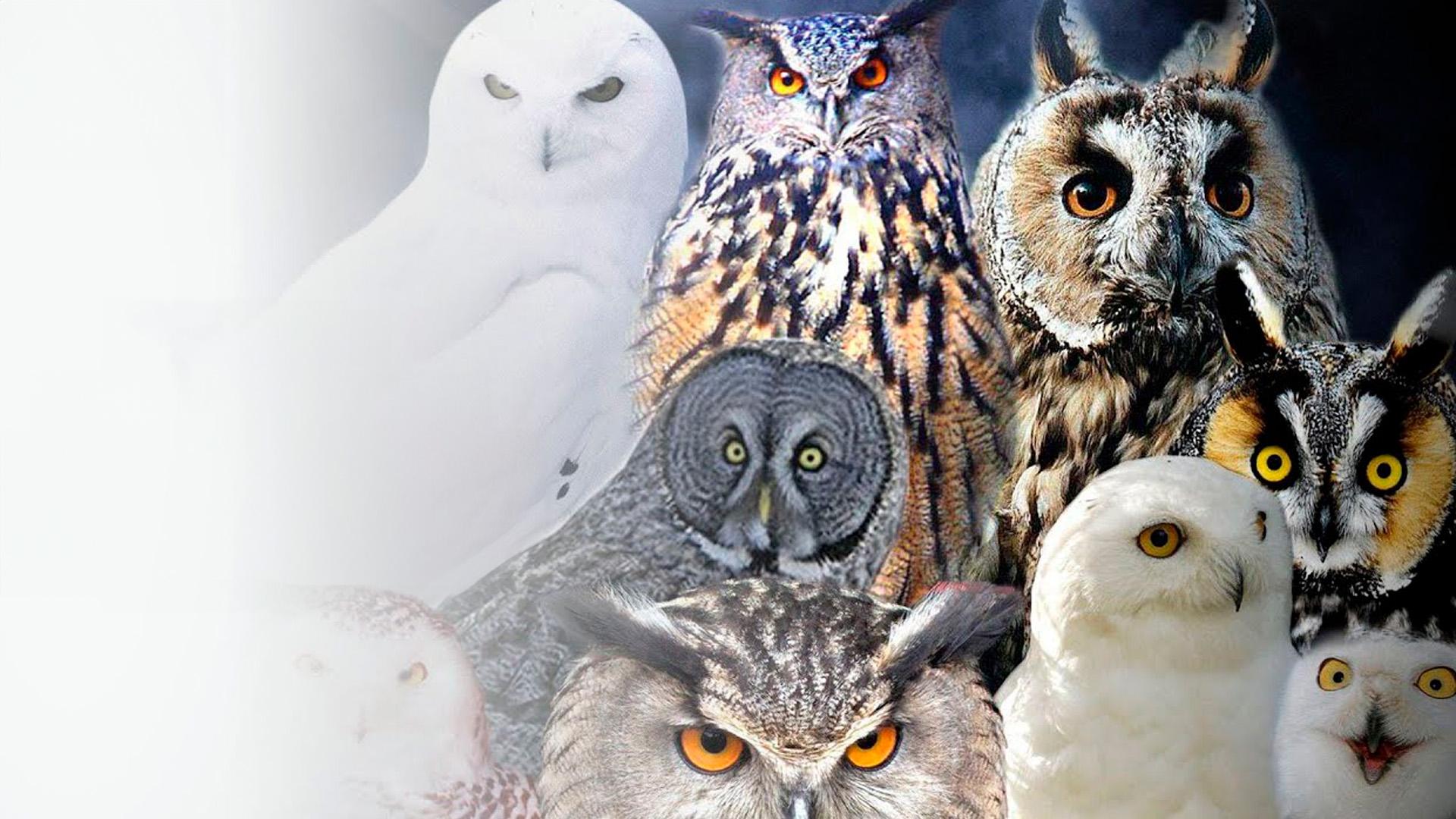 Кто такие совы и почему за ними тяжело наблюдать?