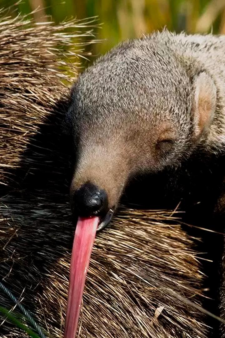 Заповедник Эстерос в фокусе