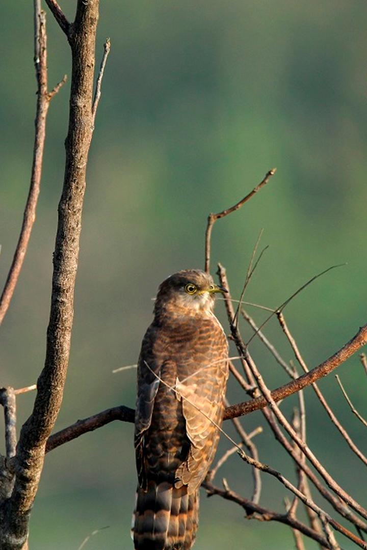 Истории дикого Мадрида