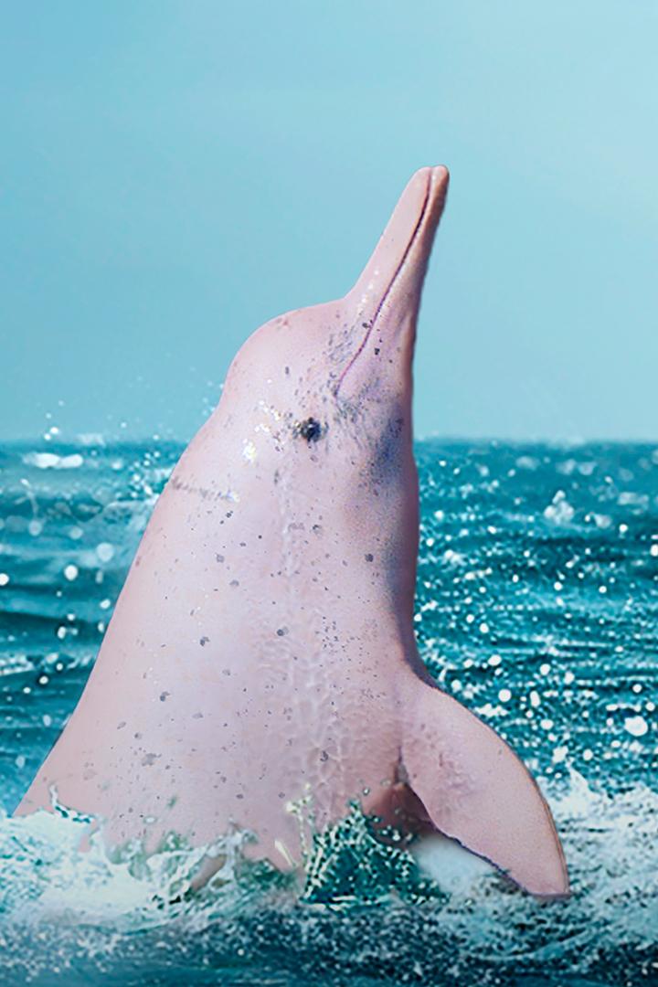 Китайский белый дельфин