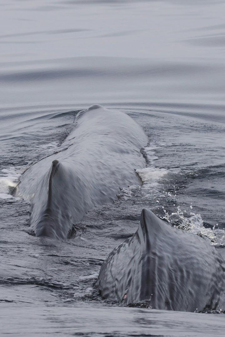 Киты и мы. Истории Средиземноморья