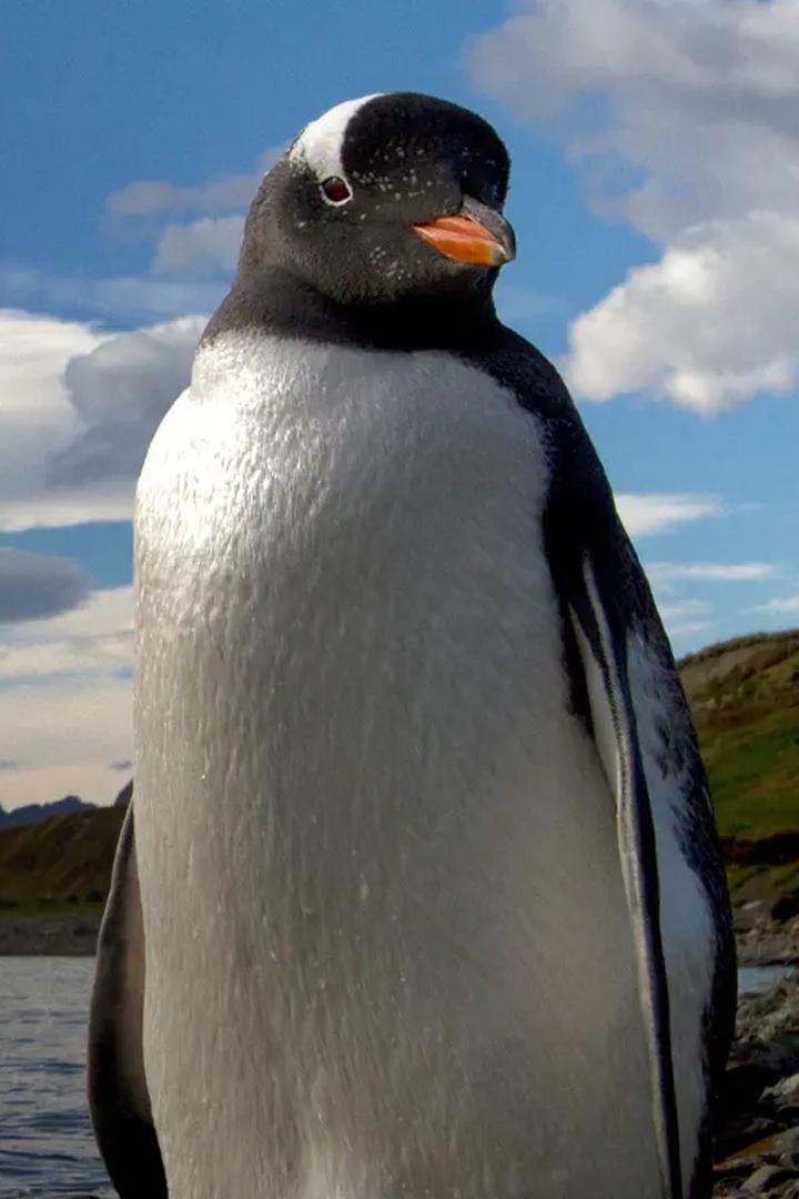 Islands Убежище