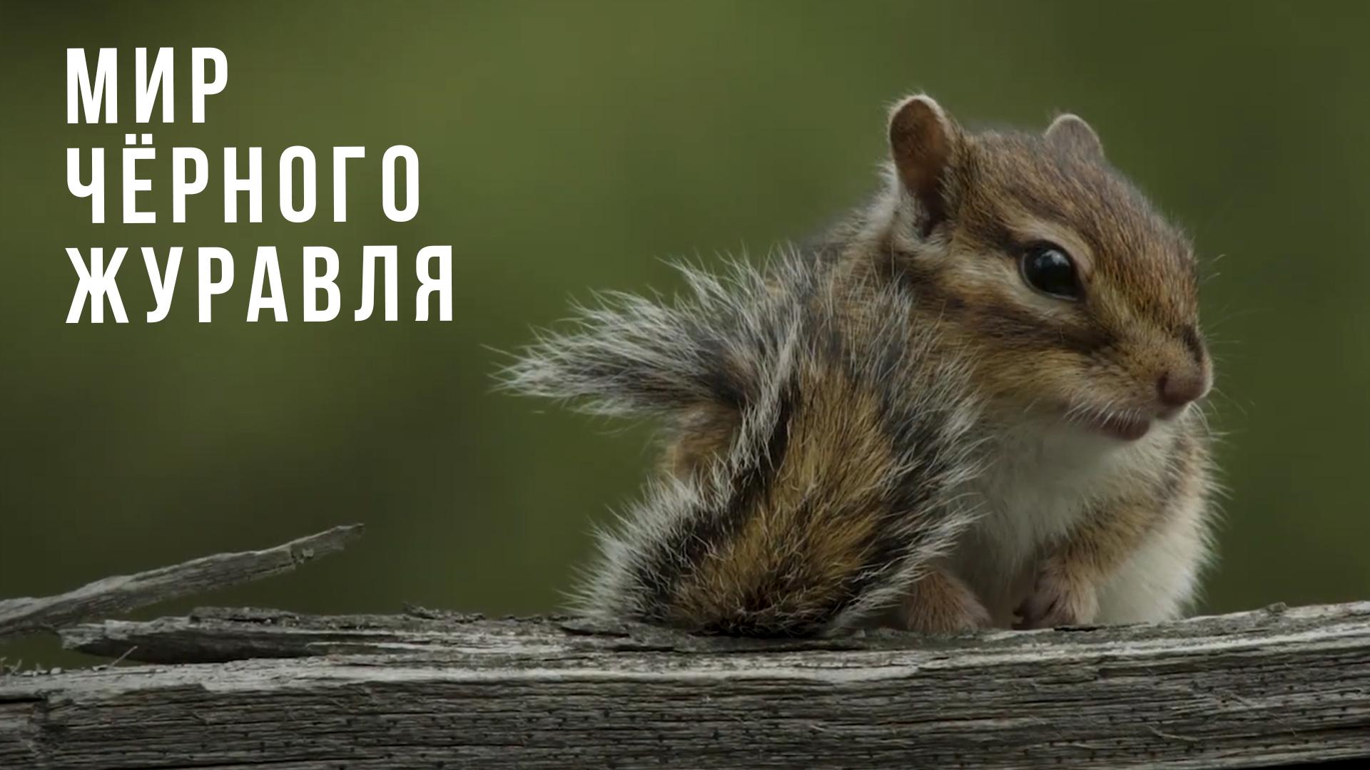 Мир чёрного журавля