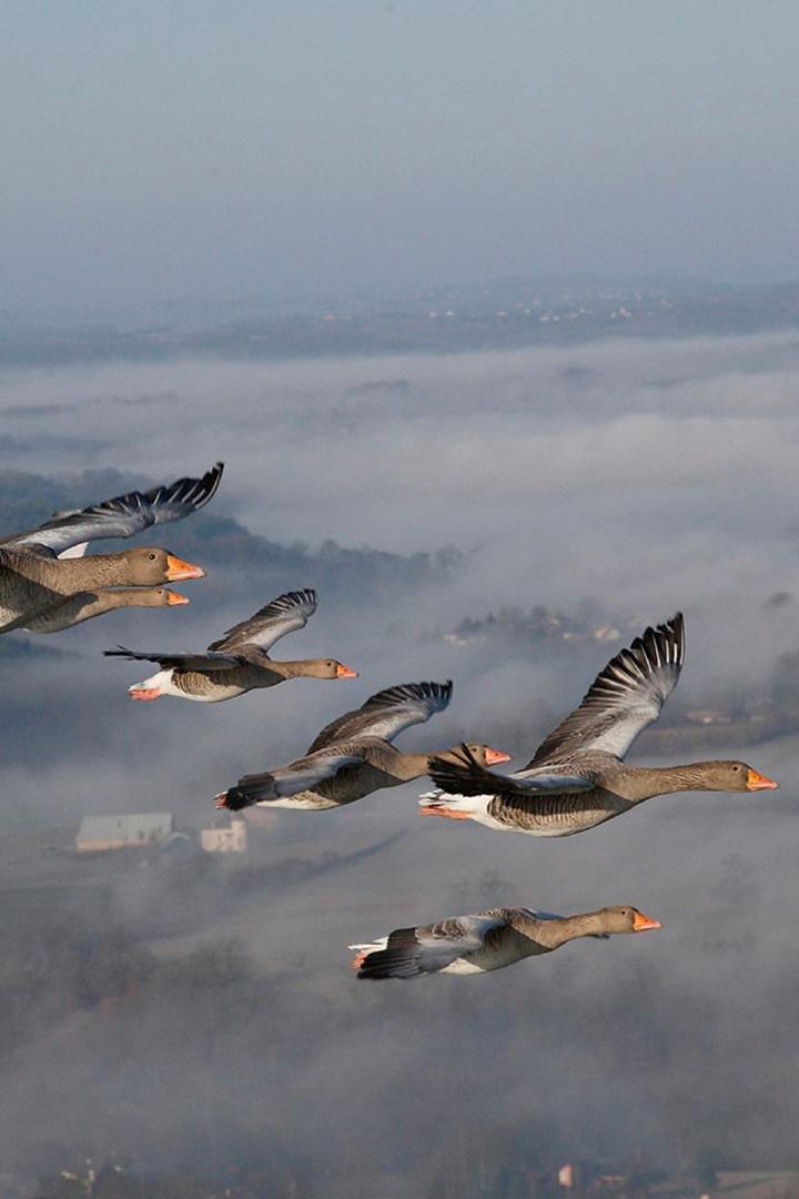 Загадки перелётных птиц