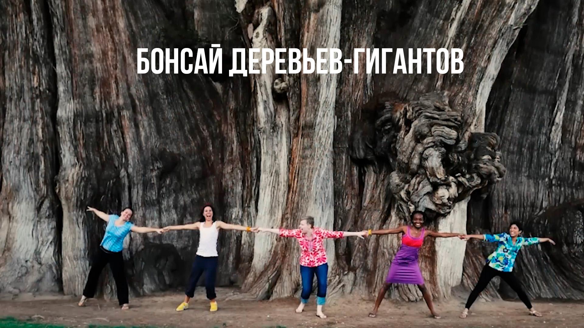 Бонсай деревьев-гигантов