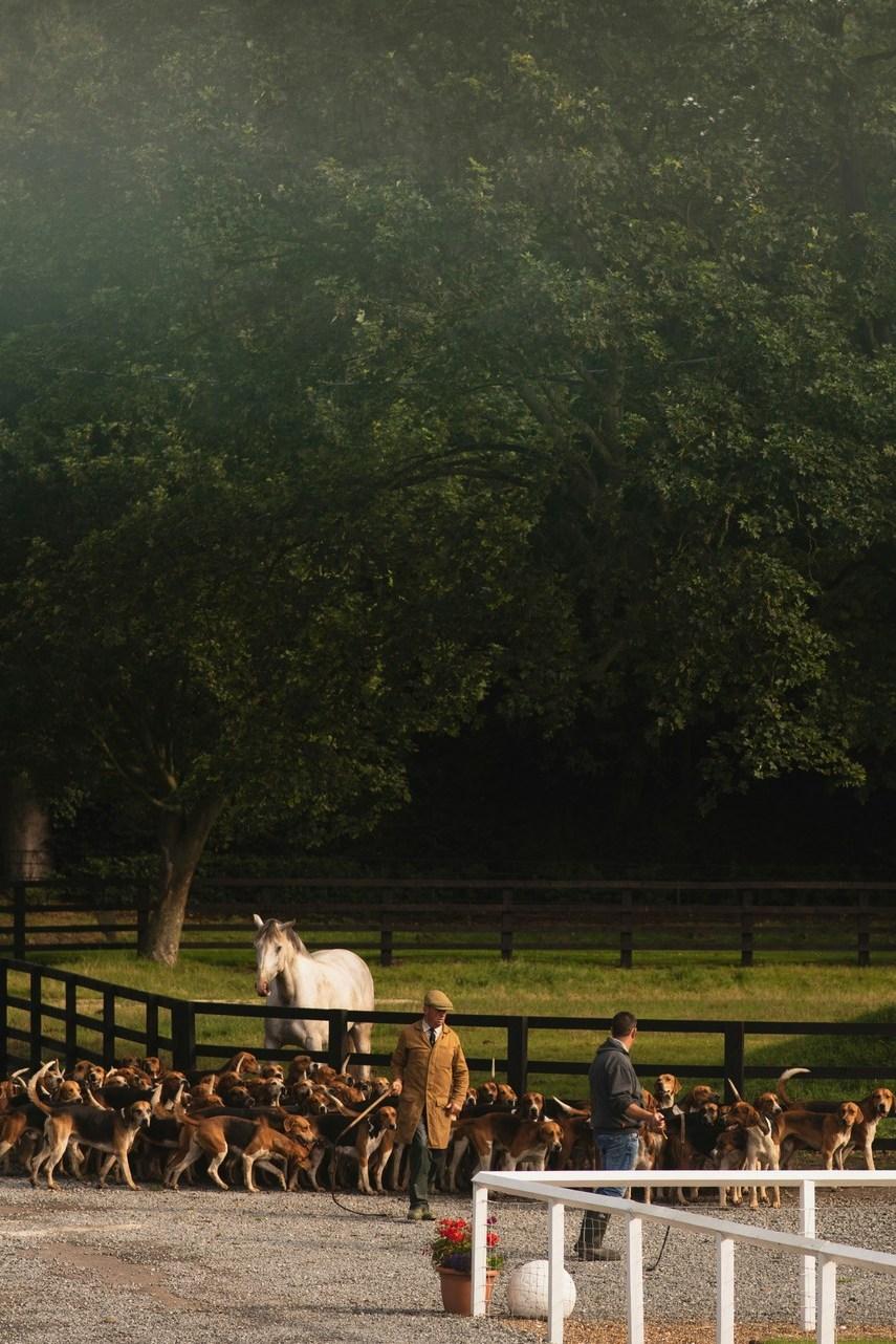 Гоча и гончие