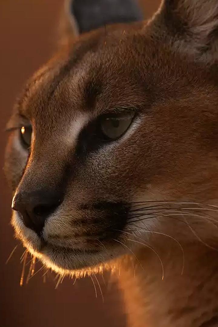 Каракалы: общество одиноких котов