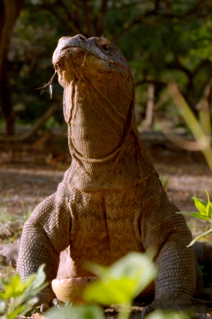 Эпоха гигантов