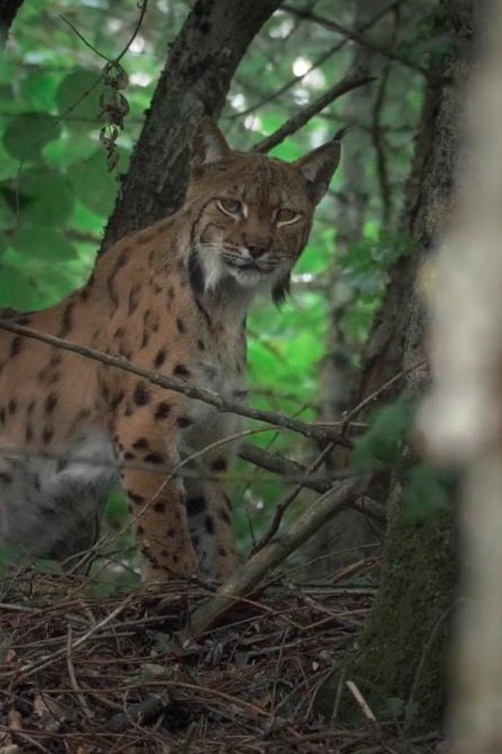 Рысь. Возвращение домой