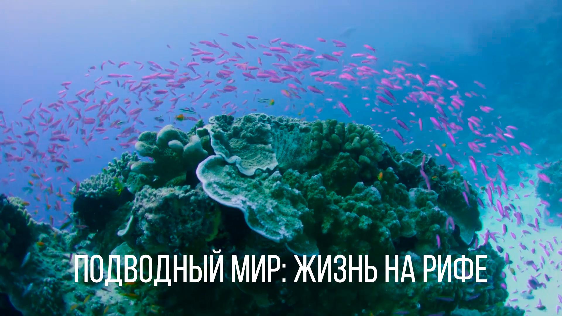 Подводный мир: жизнь на рифе