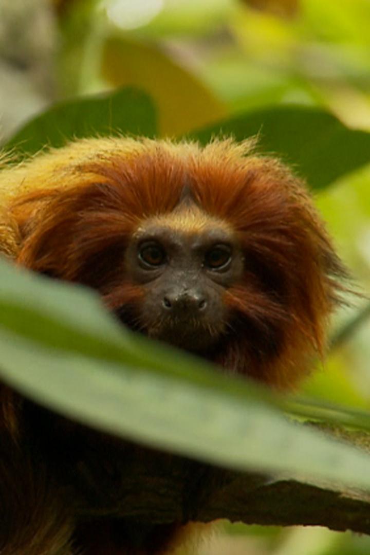 Забытый лес