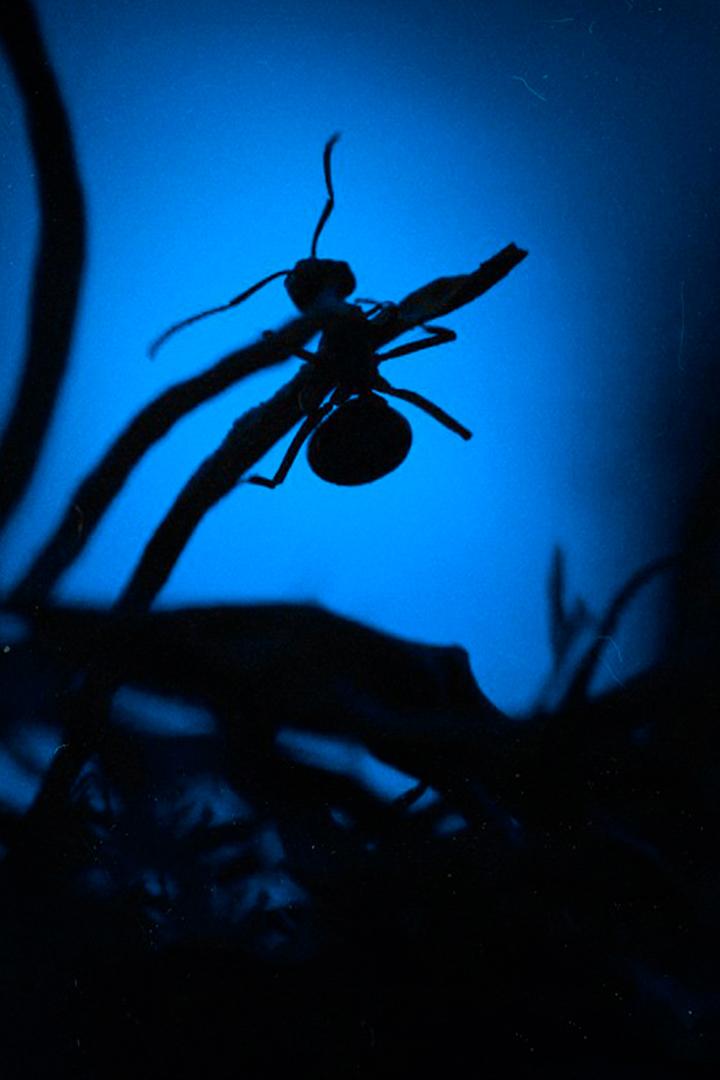 Муравьиное царство