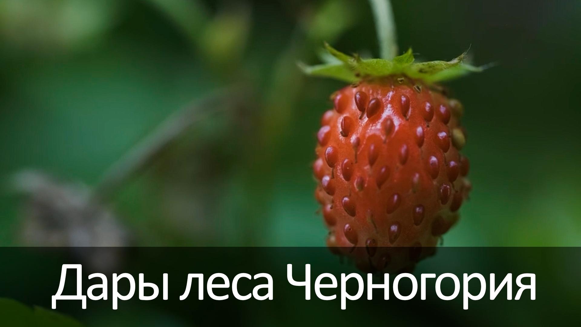 Дары леса Черногория